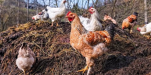 'கோழிக்கறி, முட்டை உண்பதால் பறவைக் காய்ச்சல் பரவாது. ஆனால்...'- மருத்துவர் வழிகாட்டுதல்கள்