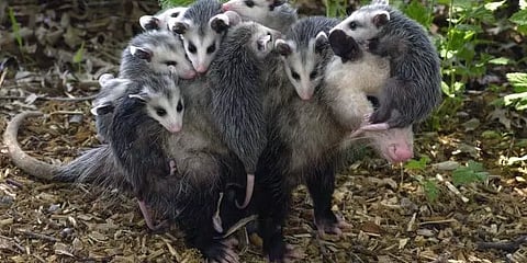 “குடும்பம் என்பது பாரம் அல்ல. அது ஒரு வரம்” ஒப்போசம் விலங்கின் தாய்ப்பாசம் - வைரல் வீடியோ