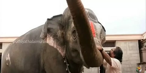பாகனிடம் குழந்தை போல் கொஞ்சிப்பேசும் ஸ்ரீரங்கத்து ஆண்டாள் யானை -நெகிழ்ச்சி வீடியோ