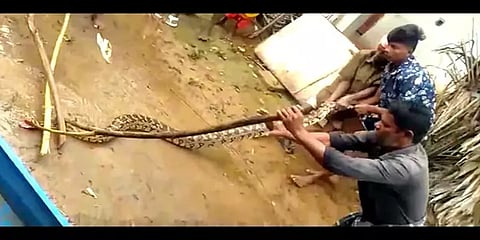 மதுரை: குடியிருப்புக்குள் புகுந்த 10அடி நீள மலைப்பாம்பு - லாவகமாக பிடித்த இளைஞர்கள்