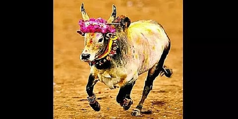 ஜல்லிக்கட்டு அன்று எந்த சமூகத்திற்கோ, காளைக்கோ முதல் மரியாதை வழங்கப்படக்கூடாது- நீதிமன்றம்