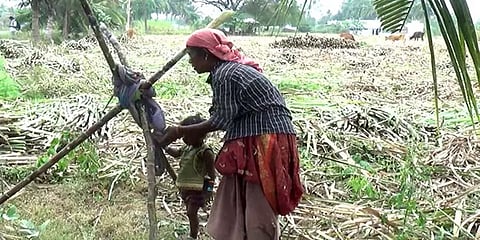 சத்தியமங்கலம்: தாலாட்டை கேட்டபடி கரும்புக் காட்டு தொட்டிலில் கண்ணுறங்கும் குழந்தை