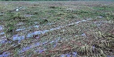 தொடர் மழையால் 1 லட்சம் ஏக்கரில் நெற்பயிர்கள் பாதிப்பு: சோகத்தில் டெல்டா விவசாயிகள்