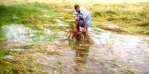 மயிலாடுதுறை: அறுவடைக்கு தயாராக இருந்த நெற்பயிர்கள் சேதம்; வேதனையில் விவசாயிகள்!