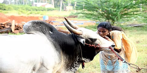 “அஞ்சாத சிங்கம் என் காளை; சும்மா கெத்து காட்டும்” 174 முறை வாடிவாசல் கண்ட மதுரைப் பெண் !