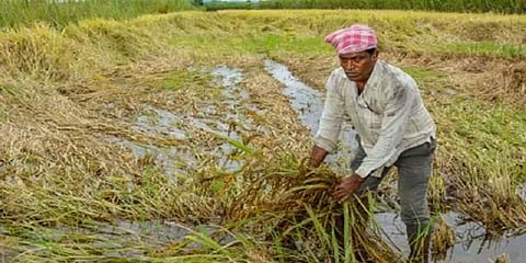 பல லட்சம் ஏக்கரில் நெற்பயிர்கள் பாதிப்பு: அறுவடை நாளை கொண்டாட முடியாமல் விவசாயிகள் வேதனை