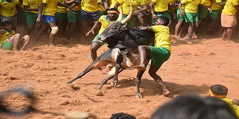 திமிறும் காளைகளை திமில் தழுவி அடக்கும் காளையர் - அவனியாபுரம் ஜல்லிக்கட்டு வீடியோ தொகுப்பு