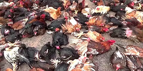 நெல்லை: தாமிரபரணி ஆற்றில் வெள்ளப் பெருக்கு - 300 நாட்டுக் கோழிகள் உயிரிழப்பு