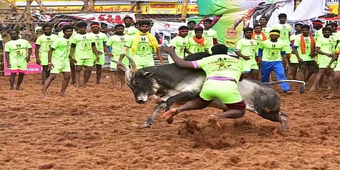 பாலமேடு ஜல்லிக்கட்டில் சீறிப்பாயும் காளைகள்... அடக்கி ஆளும் மாடுபிடி வீரர்கள்!