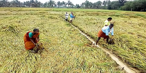 தஞ்சை: தொடர் மழையால் உடைந்த கண்மாய் - விவசாய நிலங்களை சூழ்ந்துள்ள வெள்ளம்