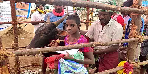 மதுரை: வாடிவாசலில் காளையை அவிழ்த்துவிட்ட 8ம் வகுப்பு மாணவி