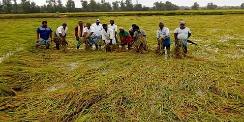திடீர் மழையால் 'கருப்பான' பொங்கல்: நீரில் மூழ்கிய பயிர்கள்... வேதனையில் விவசாயிகள்!