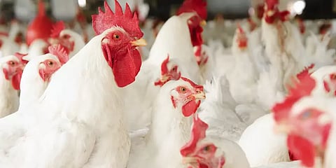 "கோழி விற்பனைக்கு தடை வேண்டாம்" மாநில அரசுகளுக்கு மத்திய அரசு அறிவுறுத்தல்