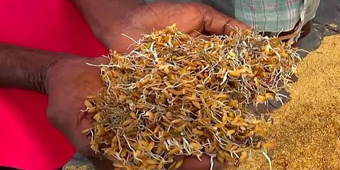 நேரடி கொள்முதல் நிலையங்களை திறக்காததால் முளைக்கும் நெல்மணிகள்: டெல்டா விவசாயிகள் வேதனை