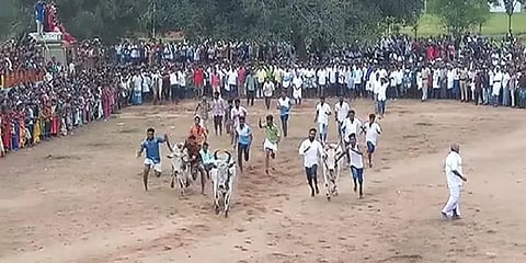 பொங்கல் பண்டிகை: 5 தலைமுறைகளாக நடைபெறும் மாடு பூ தாண்டும் வினோத திருவிழா