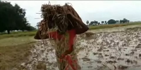 விதை நெல்லுக்காக சாலை ஓரங்களில் நெற்கதிர்களை உலர வைக்கும் விவசாயிகள்!