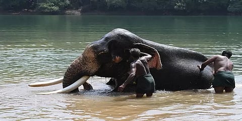 கேரளாவில் உருவாக்கப்படும் உலகின் மிகப்பெரிய யானைகள் பராமரிப்பு சிகிச்சை மையம்!