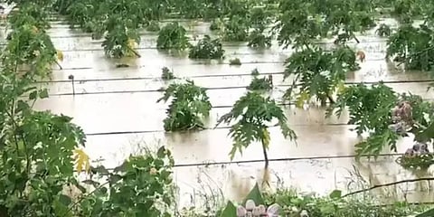 70 அடியை எட்டிய வைகை அணை: நீரில் மூழ்கிய விளைநிலங்கள் - பரிதவிக்கும் விவசாயிகள்!