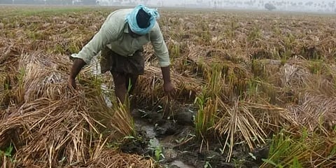 பருவம் தாண்டி ஓயாமல் கொட்டிய கனமழை: நீரில் மூழ்கிய பயிர்களால் கண்ணீர் கடலில் விவசாயிகள்!
