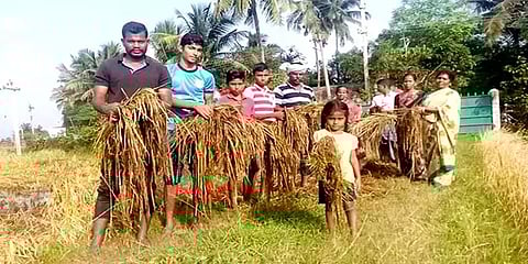 மயிலாடுதுறை: துர்நாற்றம் வீசும் பயிர்களை அப்புறப்படுத்த பணமில்லை; புலம்பும் விவசாயிகள்