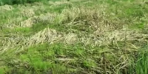 'தாலியை அடகு வைத்து செய்த பயிர்களின் நிலை!' - கடலூரில் 1 லட்சம் ஏக்கர் பாதிப்பு