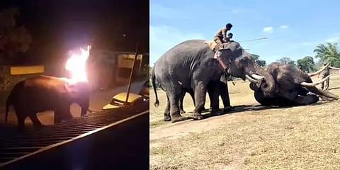 மசினக்குடியும்... ரிசார்ட்டுகளும்! அங்கு நடப்பது என்ன? ஆபத்து யாருக்கு?