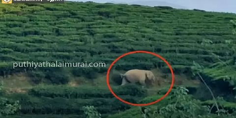 தேனியில் ஆக்ரோஷத்துடன் இளைஞரை துரத்திய யானை - வீடியோ!