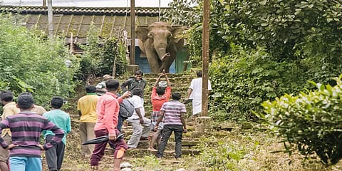 யானைகள் உணர்ச்சியற்ற பொருள்கள் அல்ல!