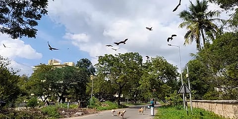 நெல்லை: குரல் கொடுத்தால் கூட்டமாக வரும் பருந்துகள்.. உணவளித்து மகிழும் தம்பதி!