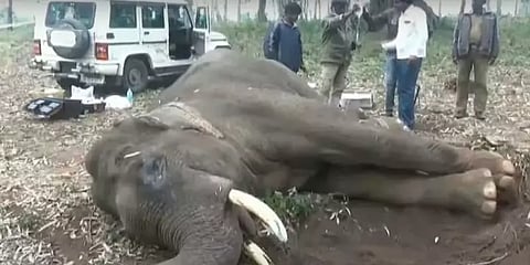 வாழ்விடப்பரப்பு குறைவு, வலசை ஆக்கிரமிப்பு: தமிழகத்தில் 6 ஆண்டுகளில் 561 யானைகள் உயிரிழப்பு