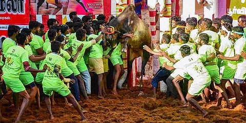 ஆள்மாறாட்டம்: அலங்காநல்லூர் ஜல்லிக்கட்டில் முதலிடம்பிடித்தவருக்கு பரிசு வழங்க இடைக்கால தடை