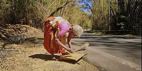 நீலகிரி: பூத்துக் கொட்டும் மூங்கில் அரிசி... சேகரிக்கும் பணியில் பழங்குடியின மக்கள்!