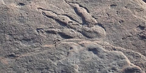 4 வயது குழந்தை கண்டுபிடித்த 22 கோடி ஆண்டுகள் பழமையான டைனோசரின் காலடித்தடம்!