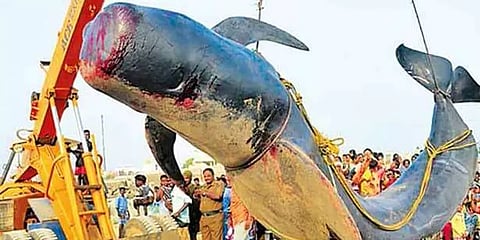 சென்னை திருவொற்றியூர் கடற்கரையில் 3 டன் எடை கொண்ட திமிங்கலம் கரை ஒதுங்கியதால் பரபரப்பு!