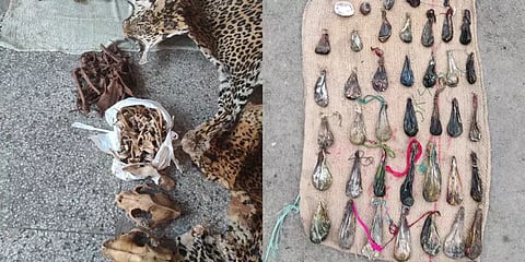 ஜம்மு: வனவிலங்கு வர்த்தகம் -அதிகளவில் கைப்பற்றப்பட்ட விலங்குகளின் உடற்பாகங்கள்!