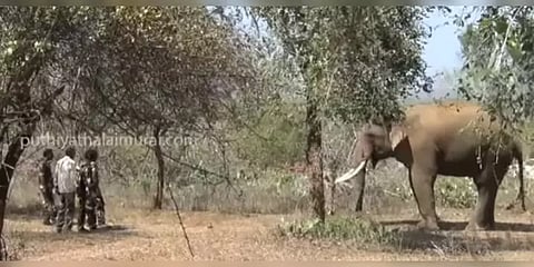 கும்கி, மயக்க ஊசி இல்லை...பழங்களை காட்டியே முகாமிற்கு அழைத்துச் செல்லப்படும் ரிவால்டோ யானை