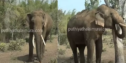 காட்டு யானையைக் கண்டு மிரண்டு ஓடிய யானை ‘ரிவால்டோ’