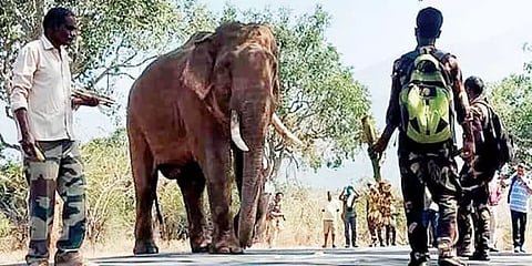 மதம் பிடிக்கும் வாய்ப்பால் அச்சம் - ரிவால்டோ யானையை தேடும் பணியில் வனத்துறையினர்!