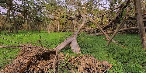 ஒவ்வொரு வயதுக்கும் ரூ.74,500... ஒரு மரம் எவ்வளவு? - உச்ச நீதிமன்றத்தில் மதிப்பீடு தாக்கல்!