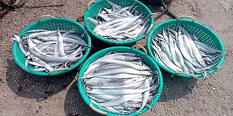 மயிலாடுதுறை: அமோகமாக சிக்கிய மீன்கள்... அதிக விலை கிடைத்ததால் மீனவர்கள் மகிழ்ச்சி