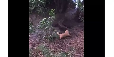 பலங்கொண்ட முதலையை பயமில்லாமல் துரத்திச் சென்று தெறிக்கவிடும் நாய் குட்டி: வீடியோ