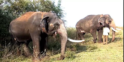 நீலகிரி: கொம்பன் யானை சங்கரை பிடிக்க களமிறக்கப்பட்ட இரட்டையர் விஜய் - சுஜய்!