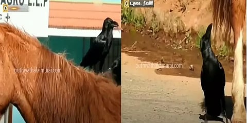உதகை: பிப்ரவரியிலும் தொடரும் பனி : குதிரை முடிகளை சேகரிக்கும் பறவைகள் - காரணம் என்ன?