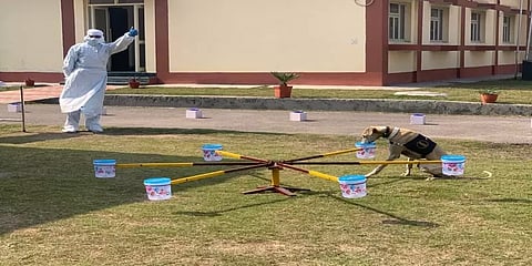 அசத்தும் 'சிப்பிப்பாறை'... ராணுவப் பயிற்சியுடன் கொரோனாவை கண்டறியும் மோப்ப நாய்கள்!