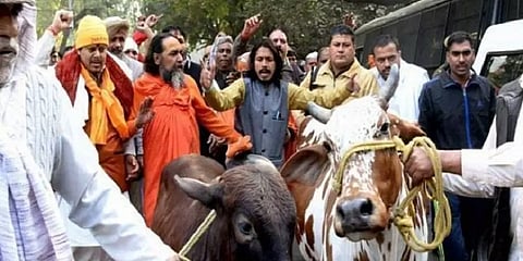 இனி மாட்டிறைச்சி கிடைப்பது சந்தேகமே! - கர்நாடக கால்நடை மசோதா 2020 சொல்வது என்ன?