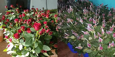 காதலர் தினத்துக்கு ஏற்றுமதியின்றி வாடிய ஓசூர் ரோஜாக்கள்: வருத்தத்தில் விவசாயிகள்