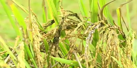 நேற்று கனமழை.. இன்று நெல் பழம் நோய் தாக்குதல் - கவலையில் திருவாரூர் விவசாயிகள்