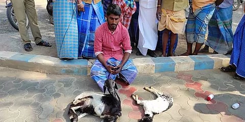 துடிதுடித்த ஆடுகளுடன் ஆட்சியர் அலுவலகத்திற்கு வந்த இளைஞர்: பின்னணியில் மோசடி சம்பவம்