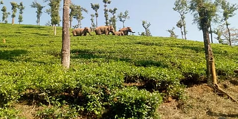 நீலகிரி: மயக்க ஊசி செலுத்தப்பட்ட யானையை பாதுகாத்து நின்று அழைத்துச் சென்ற யானைகள்