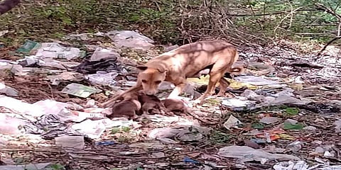காஞ்சிபுரம்: கிணற்றில் விழுந்த குட்டிகளை மீட்க தாய் நாய் நடத்திய பாசப் போராட்டம்